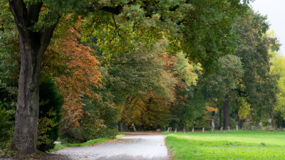 Fußweg gesäumt von einer Wiese rechts und großen Bäumen links