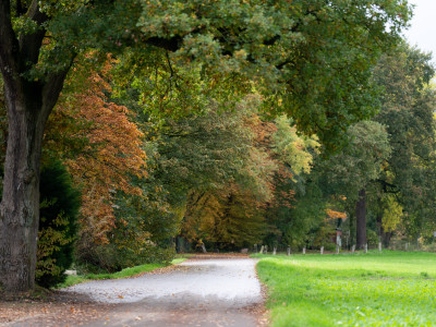 Fußweg gesäumt von einer Wiese rechts und großen Bäumen links