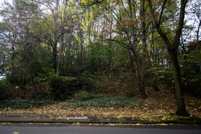 Bäume und Büsche auf einer kleinen Anhöhe, eine Straße im Vordergrund