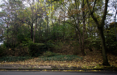 Bäume und Büsche auf einer kleinen Anhöhe, eine Straße im Vordergrund
