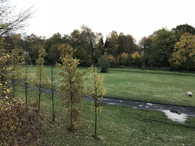Ein schlammiger Weg durch ein lichtes Waldgebiet