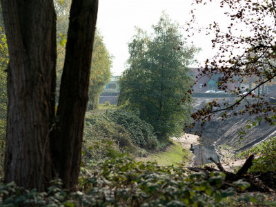 Reich bewachsenes Waldstück, Büsche, kleine und große Bäume sind zu sehen, im Hintergrund Wohnhäuser