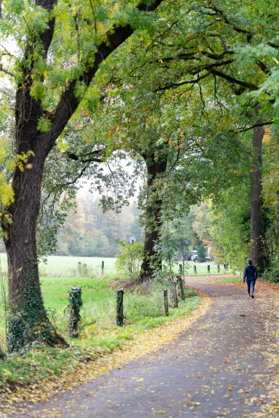 Fußweg gesäumt von einer Wiese und Bäumen, ein Spazierender